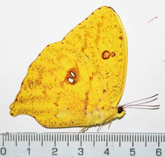 Phoebis neocypris ABERRATION (Internet Image property of respective owner, non-commercial use only)